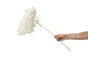 preserved-hydrangea-anna-31.