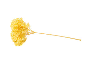 stabilisierte-hortensien-anna-31.