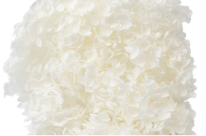 hortensia-anna-stabilise-31