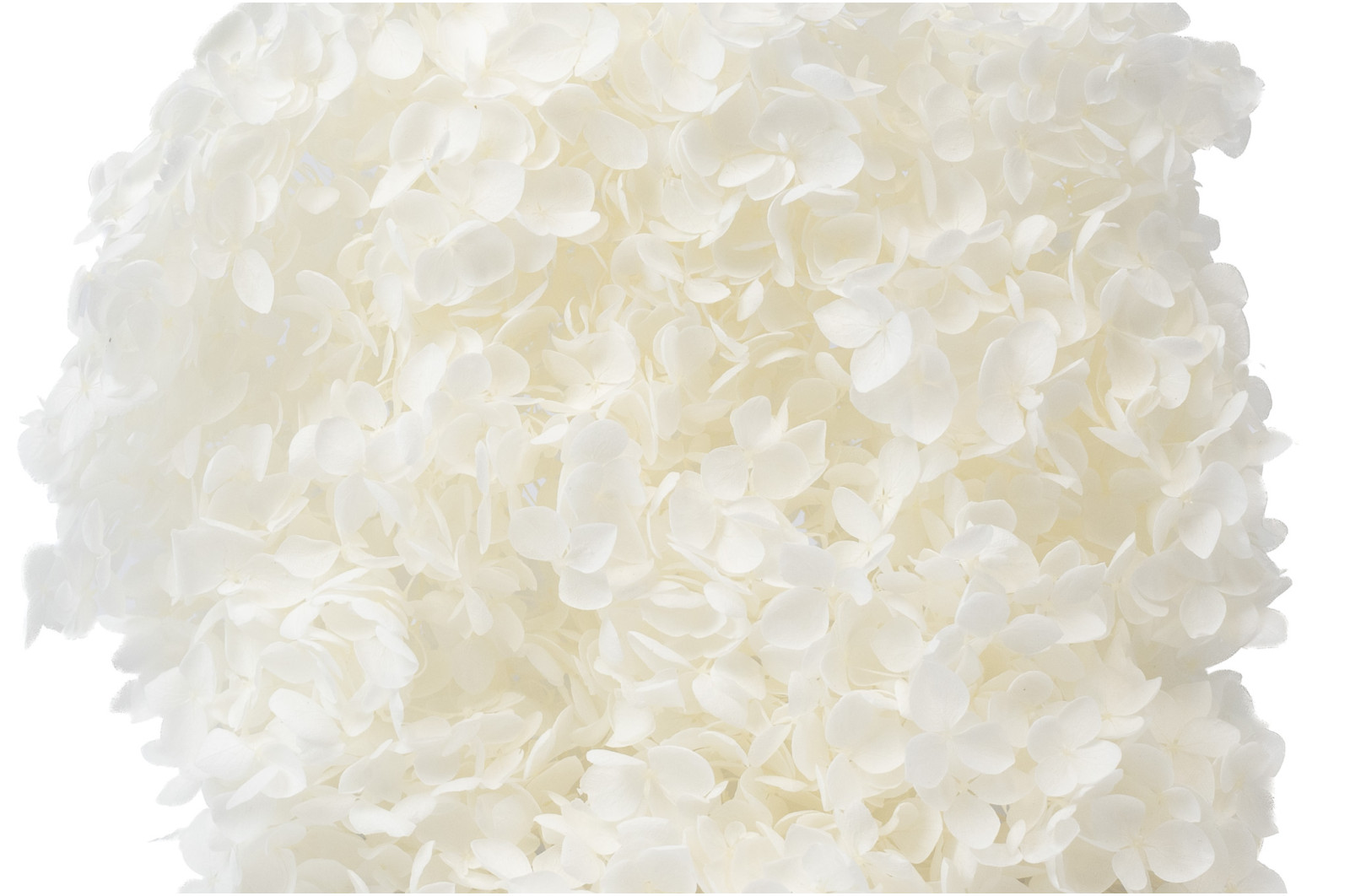 preserved-hydrangea-anna-31