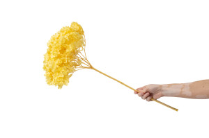 preserved-hydrangea-anna-31.