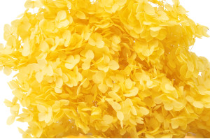 preserved-hydrangea-anna-31.