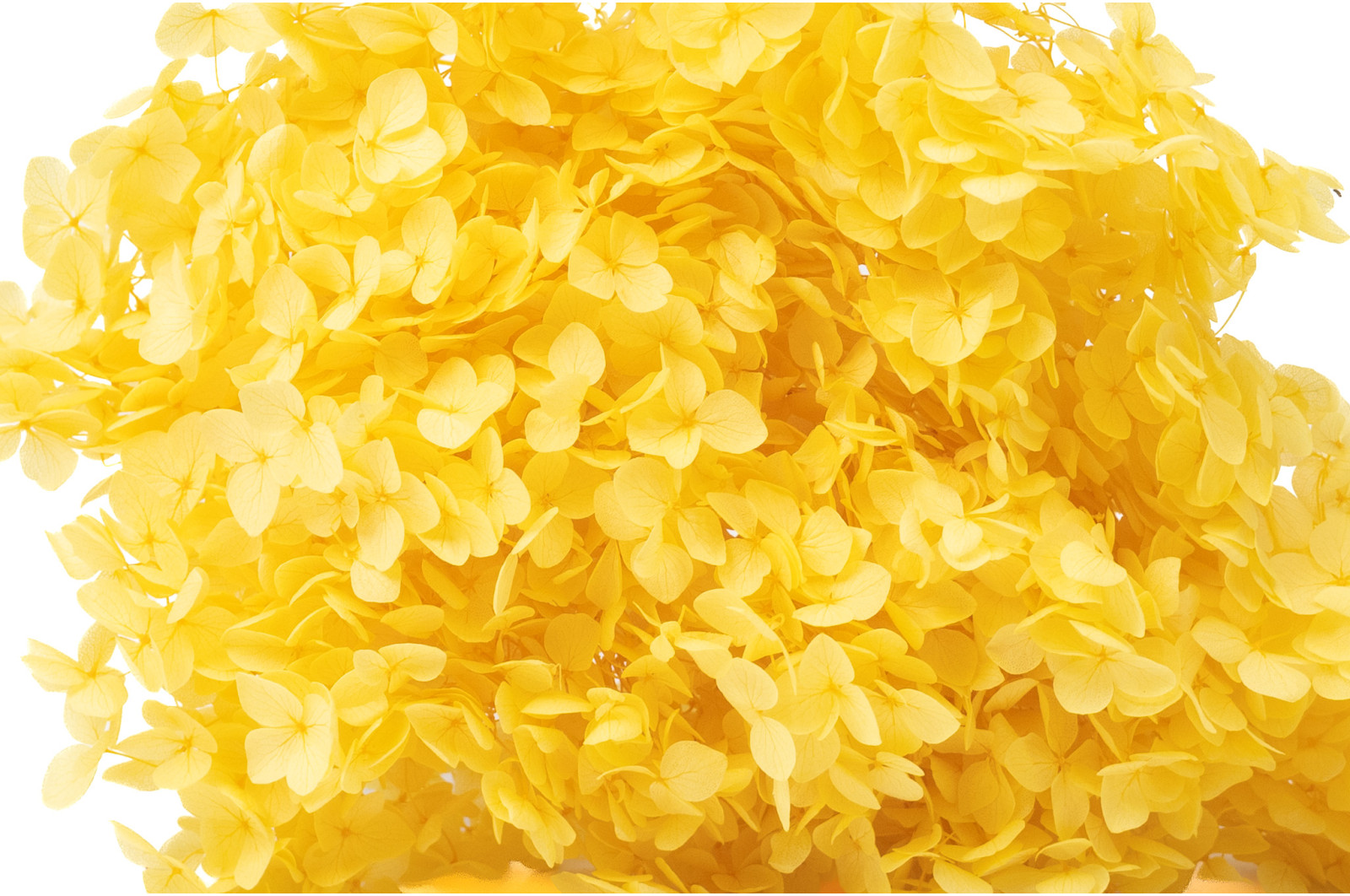 hortensia-anna-stabilise-31