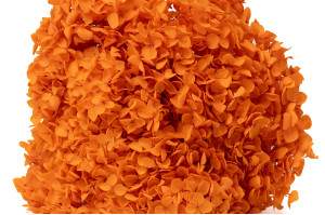 hortensia-anna-stabilise-31.