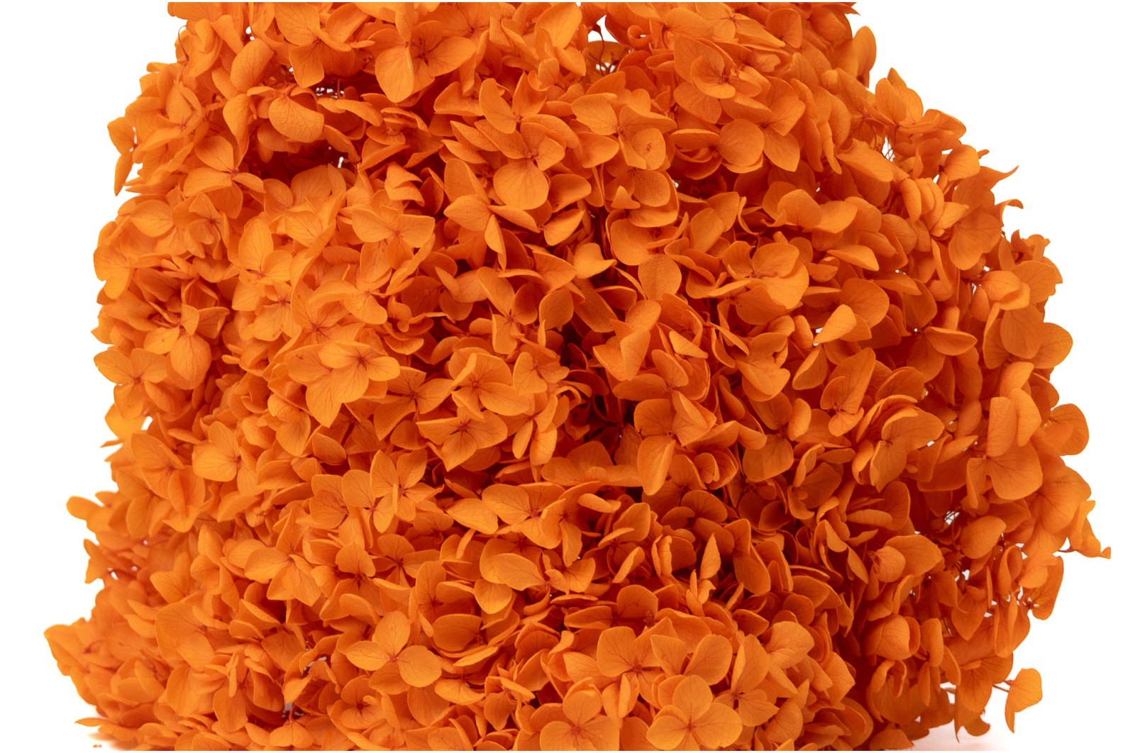 hortensia-anna-stabilise-31