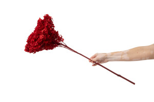 stabilisierte-hortensien-anna-31.