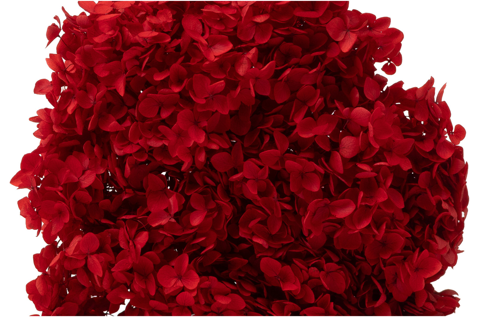 hortensia-anna-stabilise-31