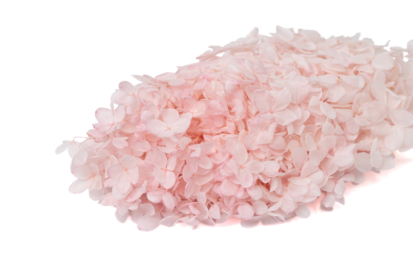 hortensia-grandiflora-stabilise-31