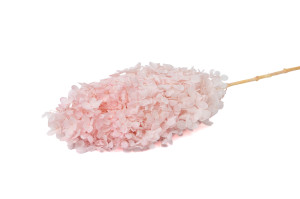 hortensia-grandiflora-stabilise-31.