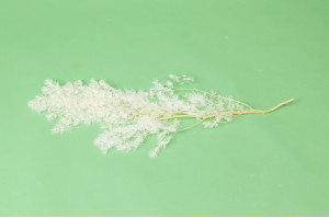 ming-fern-stabilise-31.