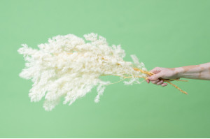 ming-fern-stabilise-31.