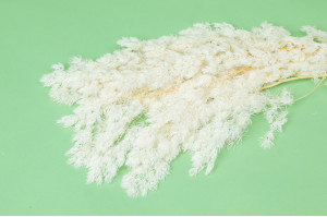 ming-fern-stabilise-31