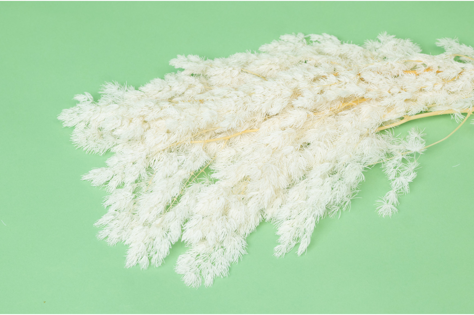 ming-fern-stabilise-31