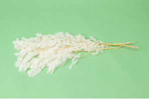 ming-fern-stabilise-31.