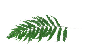 preserved-cinnamon-fern-l-31.