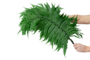 preserved-cinnamon-fern-l-31.