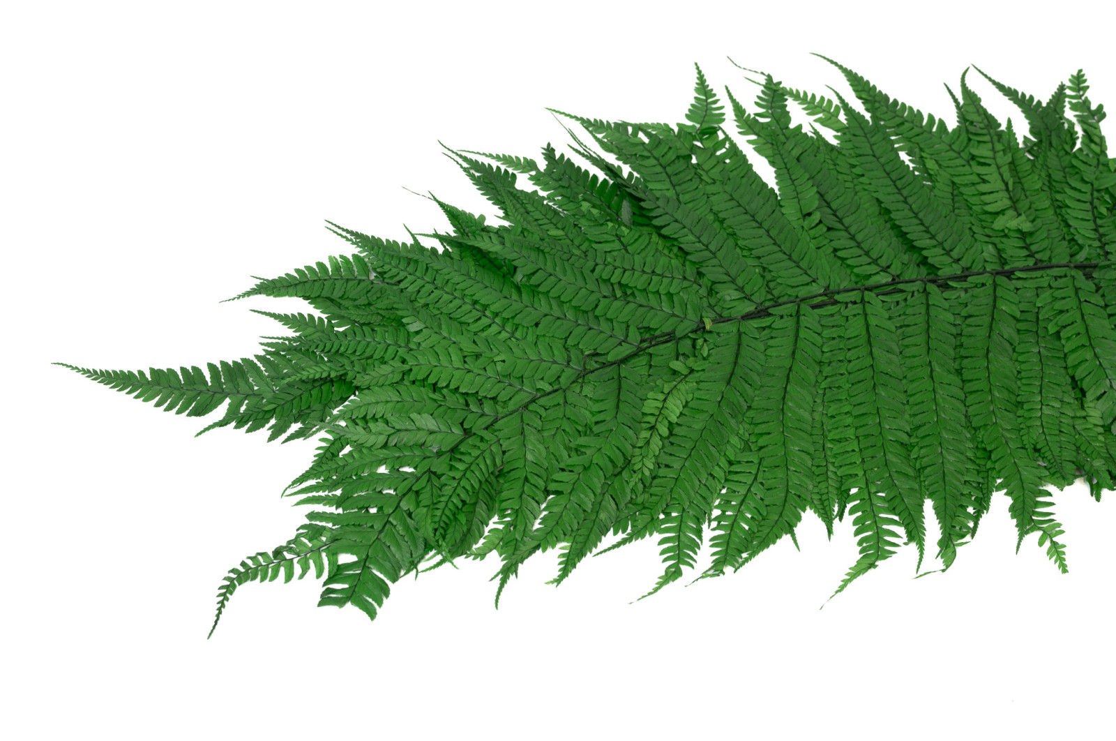 preserved-cinnamon-fern-l-31