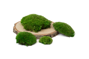 preserved-pole-moss-5-cn.