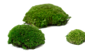 preserved-pole-moss-5-cn.