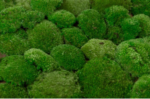 preserved-pole-moss-5-cn.