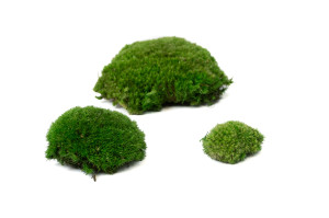 stabilisiertes-kugelmoos-5-cn.