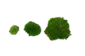 preserved-pole-moss-5-cn.