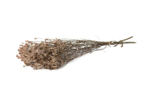 preserved-limonium-sinensis-8.