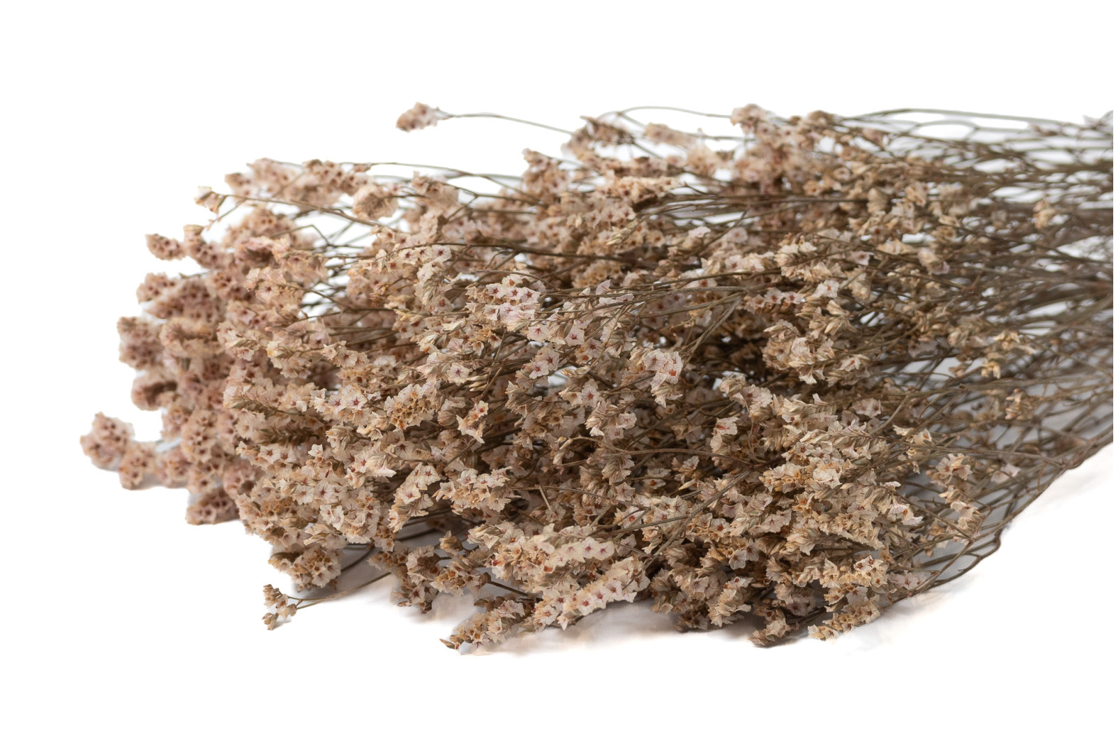 limonium-sinensis-stabilise-8