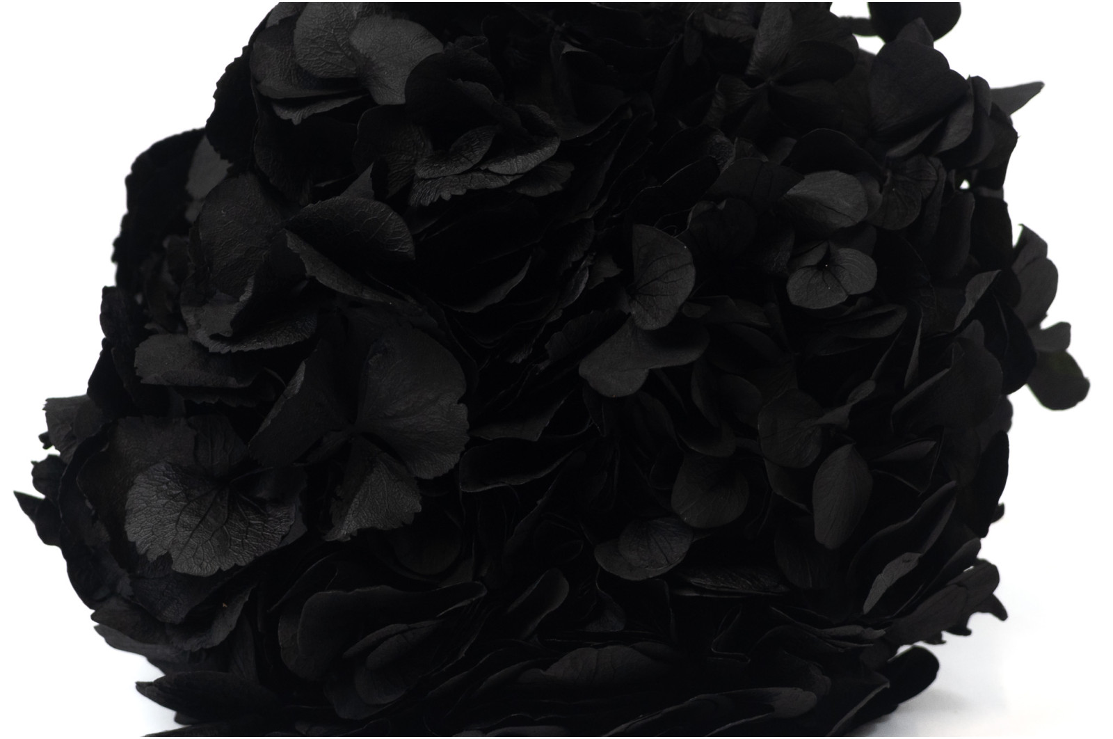 hortensia-stabilise-14