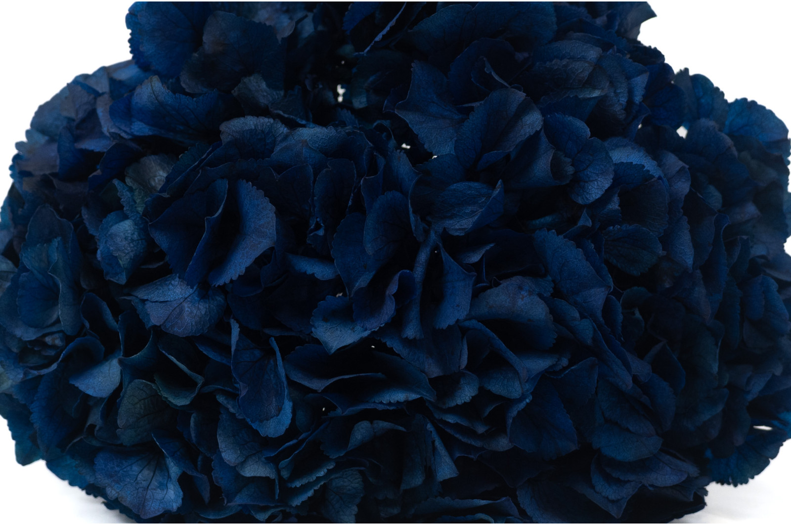 hortensia-stabilise-14