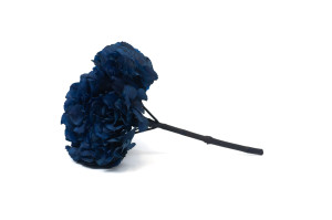 hortensia-stabilise-14.