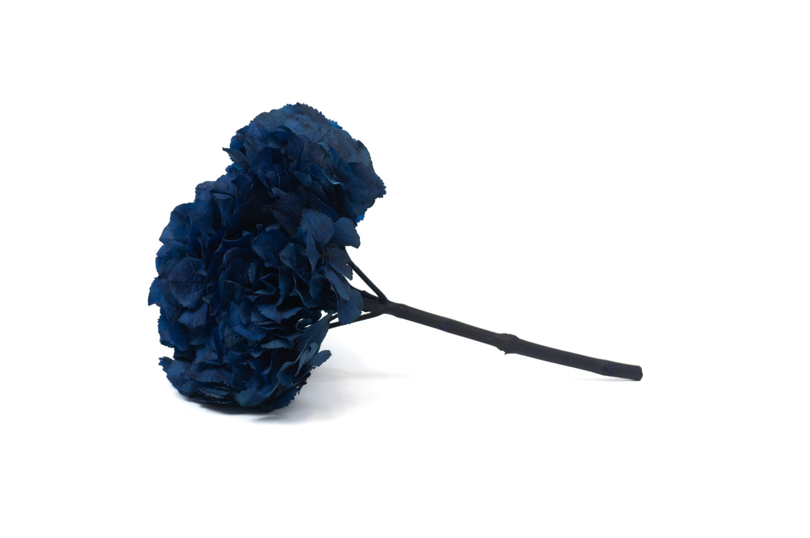 preserved-hydrangea-14