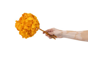 hortensia-stabilise-14.