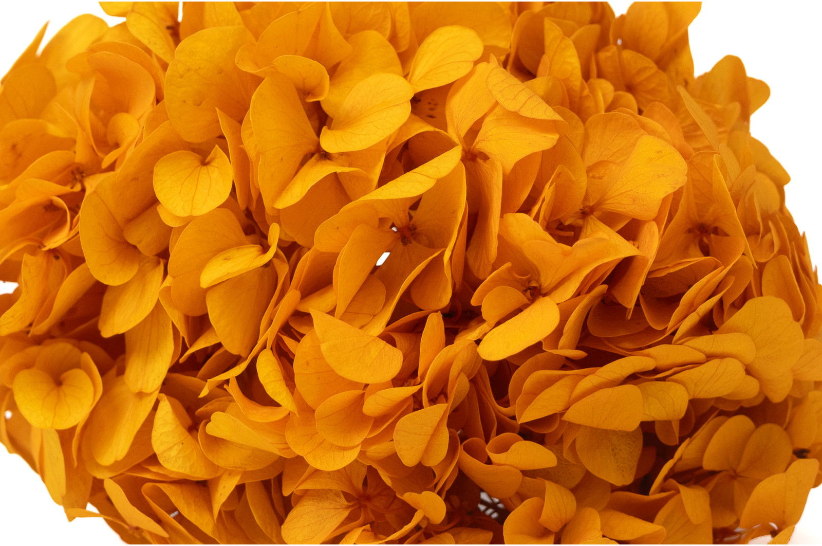 hortensia-stabilise-14