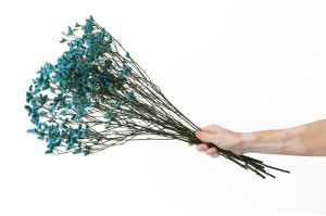 stabilisierter-limonium-14.