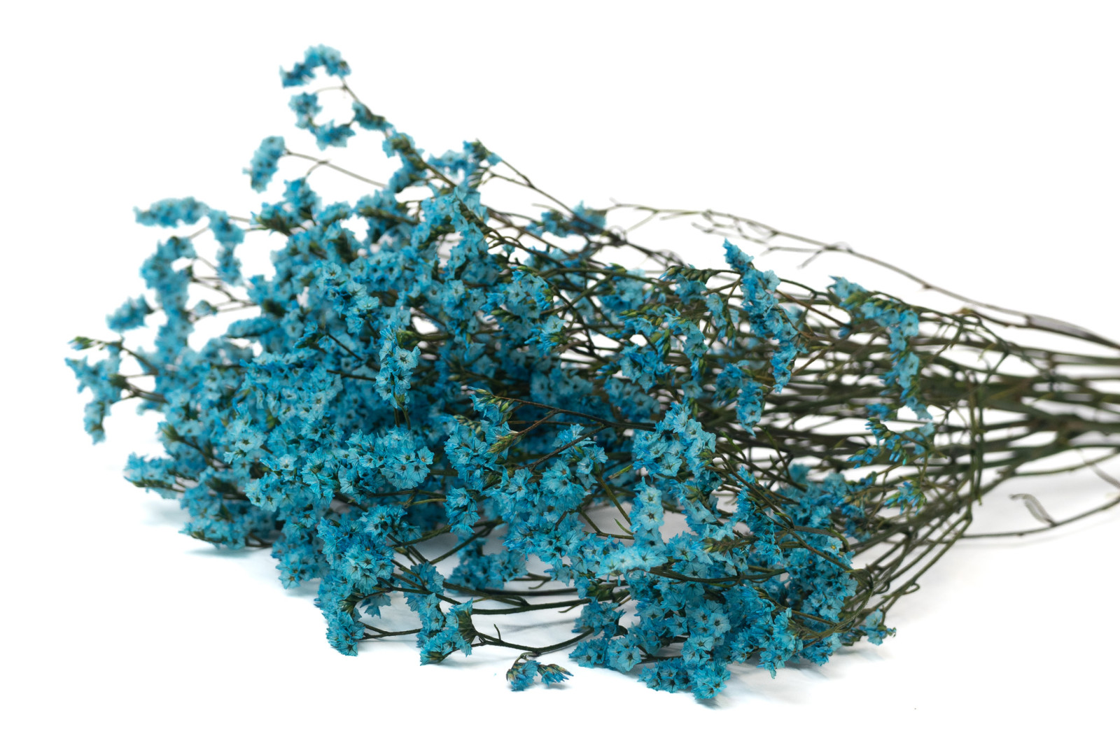 stabilisierter-limonium-14