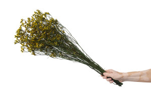 stabilisierter-limonium-14.