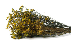 limonium-stabilise-14.