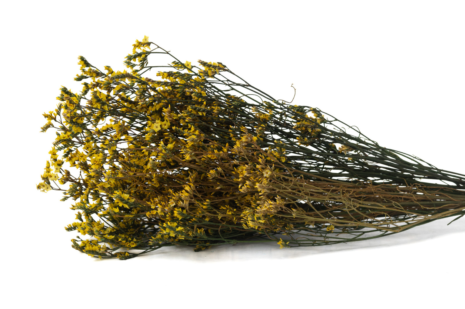 preserved-limonium-14