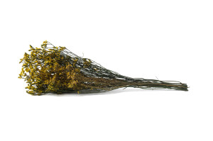 stabilisierter-limonium-14.