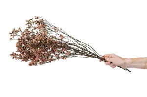 stabilisierter-limonium-14.