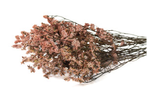 preserved-limonium-14.