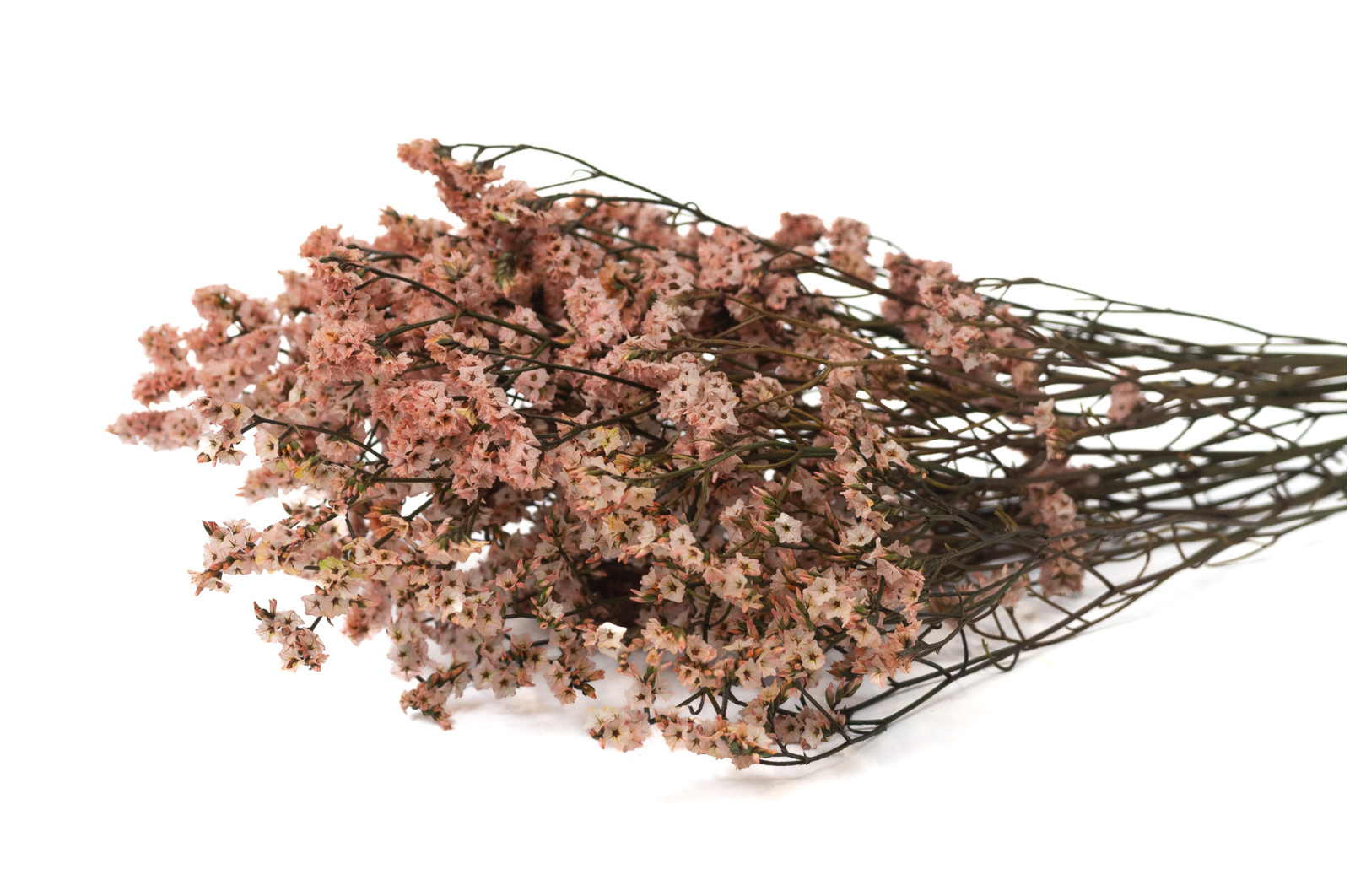 limonium-stabilise-14