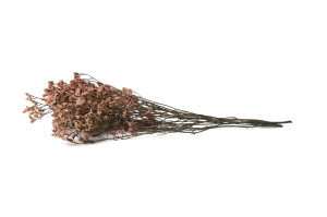 limonium-stabilise-14.