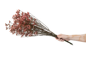 limonium-stabilise-14.