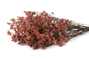 stabilisierter-limonium-14.