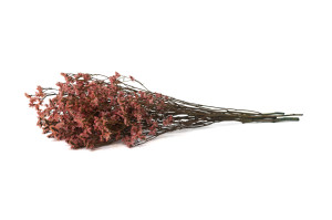 limonium-stabilise-14.