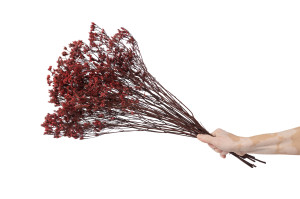 stabilisierter-limonium-14.