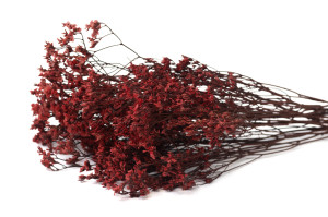 stabilisierter-limonium-14.