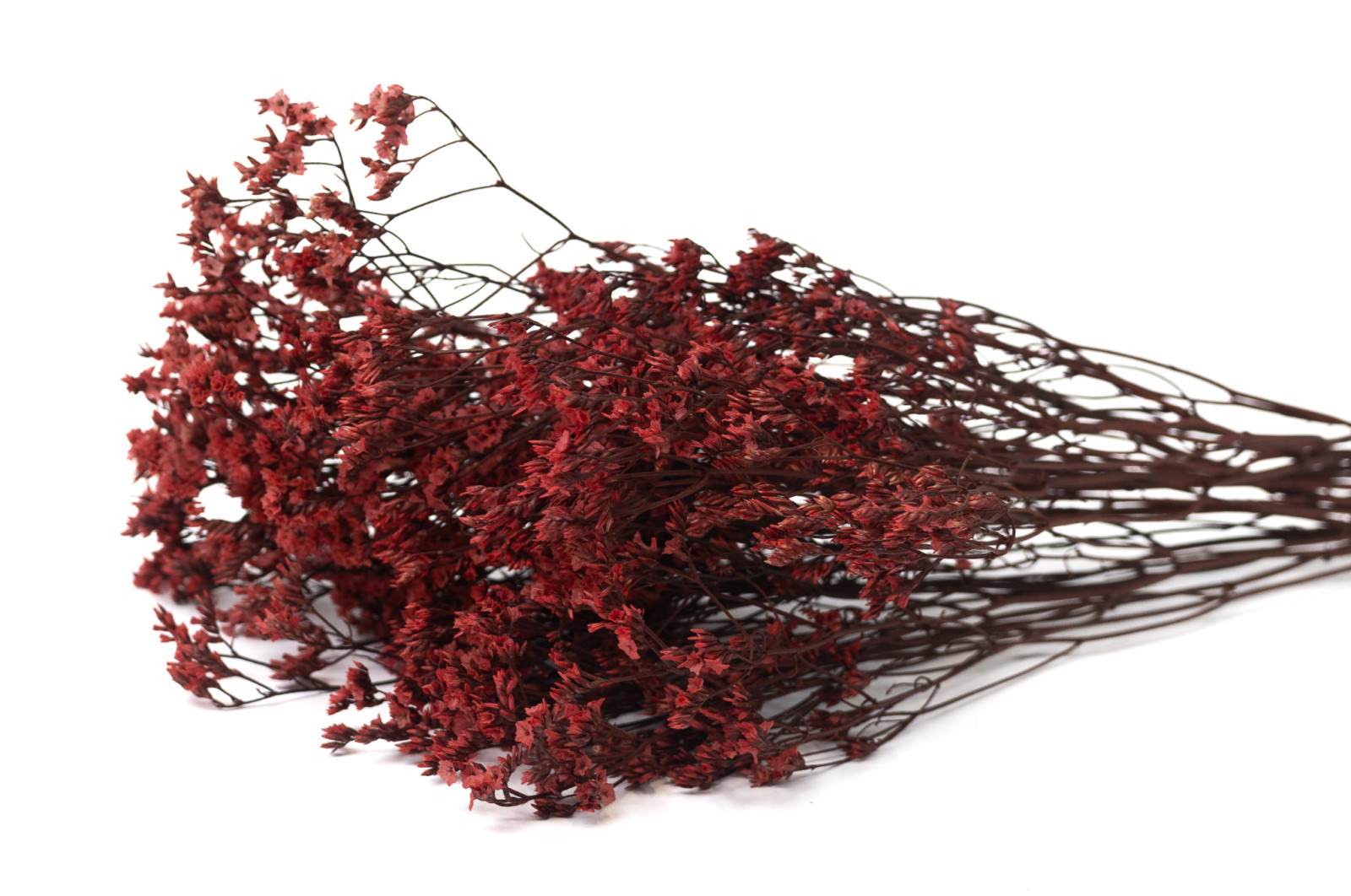 preserved-limonium-14